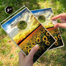 Sunflower Coinhole®