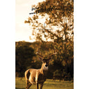 White Tail Deer Coinhole®