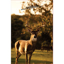 White Tail Deer Coinhole®